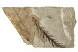 Conifer (Sequoia) Fossil - McAbee, BC #255634-1